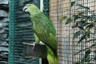 Amazona agilis - Rotspiegelamazone